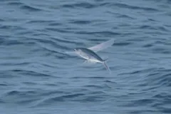 Japanese flyingfish