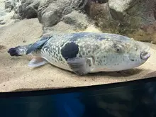 Tiger Puffer