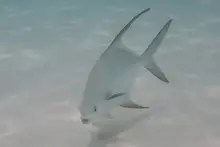 Snubnose Dart