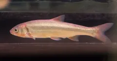 Big-scaled redfin