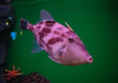 ウマヅラハギ