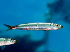 Round herring