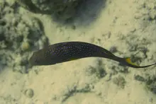 Yellow-edged Lyretail