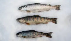 Masu Salmon