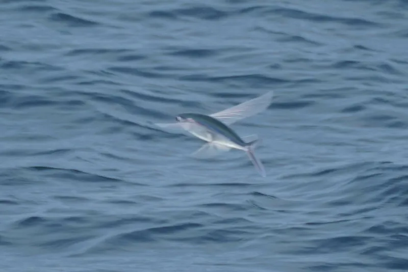 トビウオ (Cypselurus agoo)