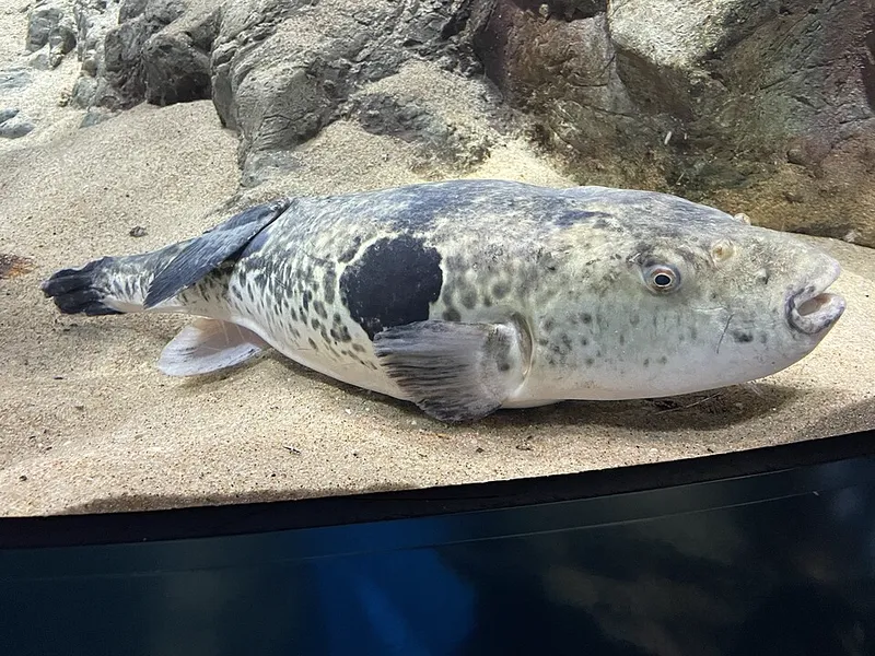 トラフグ (Takifugu rubripes)