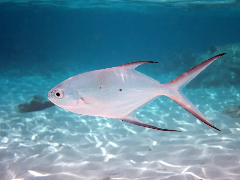コバンアジ (Trachinotus baillonii)