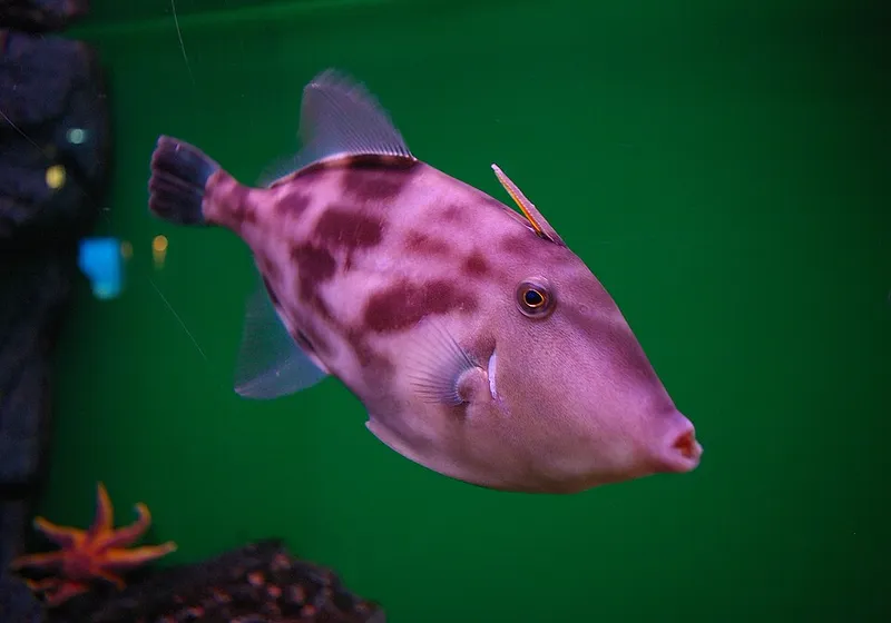 Korean Black Scraper (Thamnaconus modestus)
