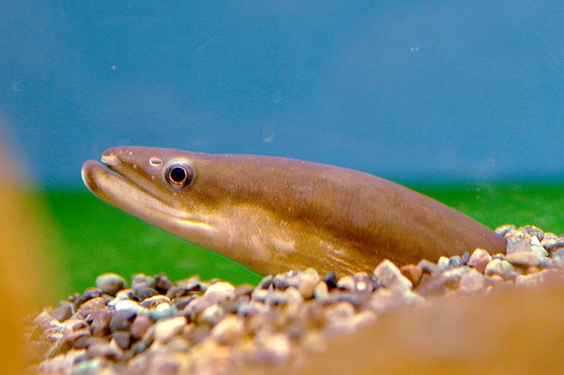 ニホンウナギ (Anguilla japonica)