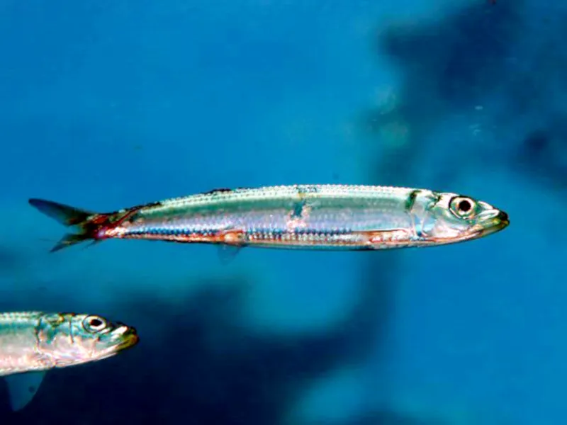 ウルメイワシ (Etrumeus micropus)