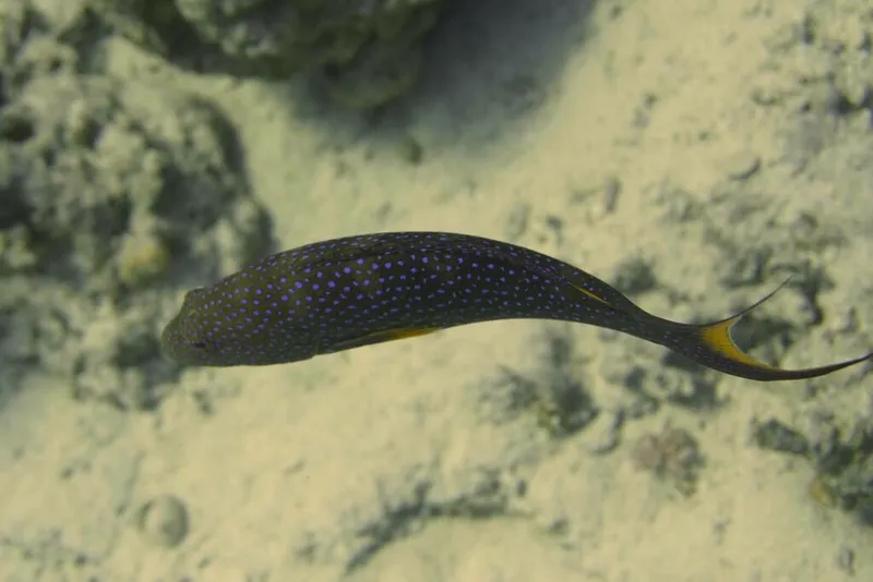 バラハタ (Variola louti)