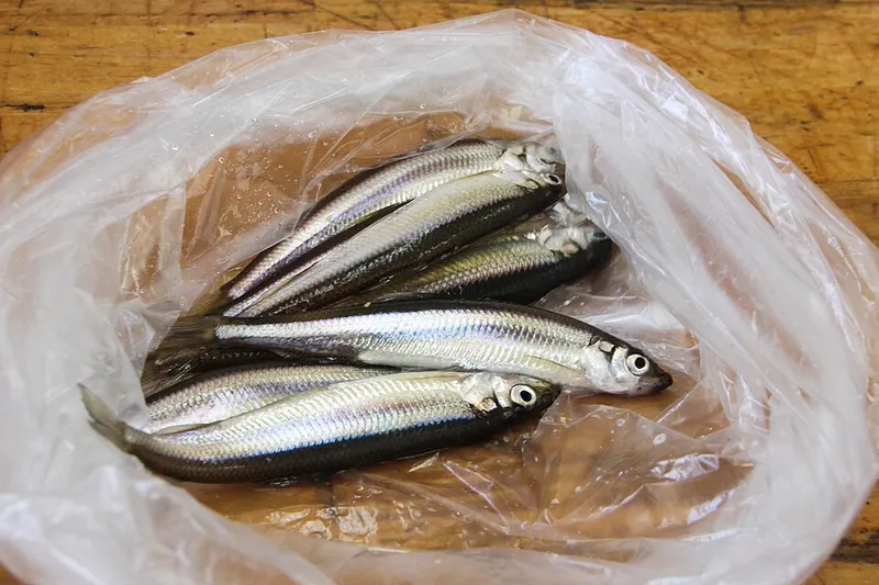 ワカサギ (Hypomesus nipponensis)